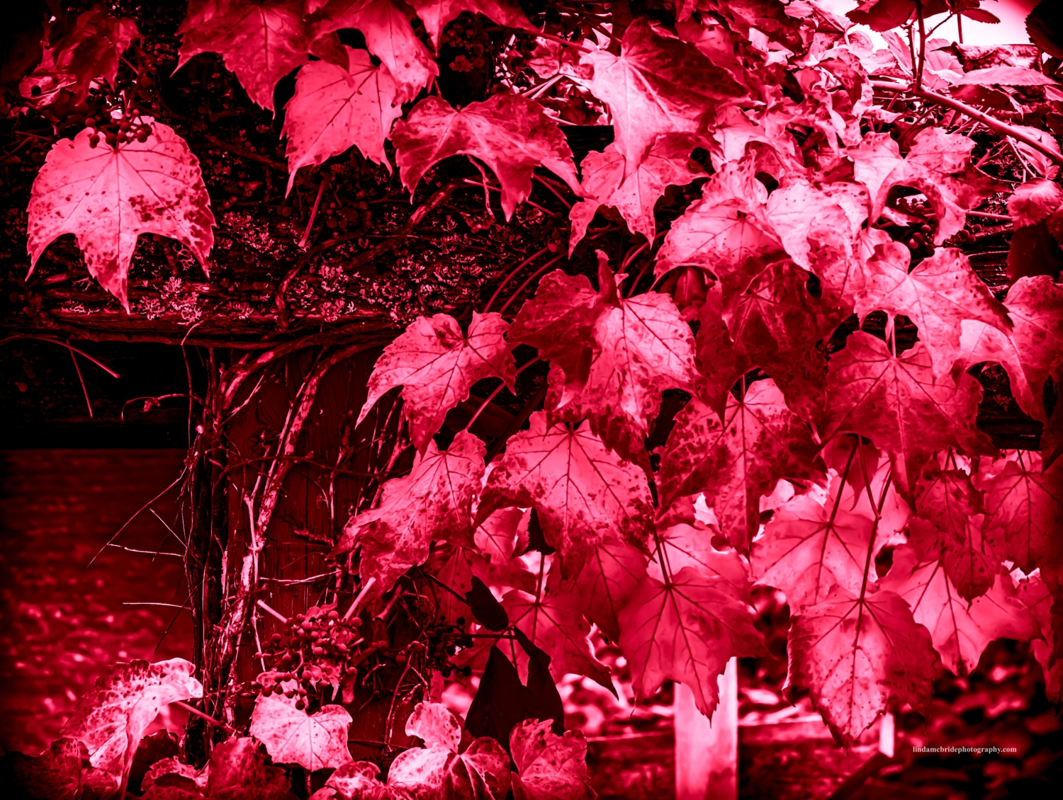 Linda McBride - Gallery 2