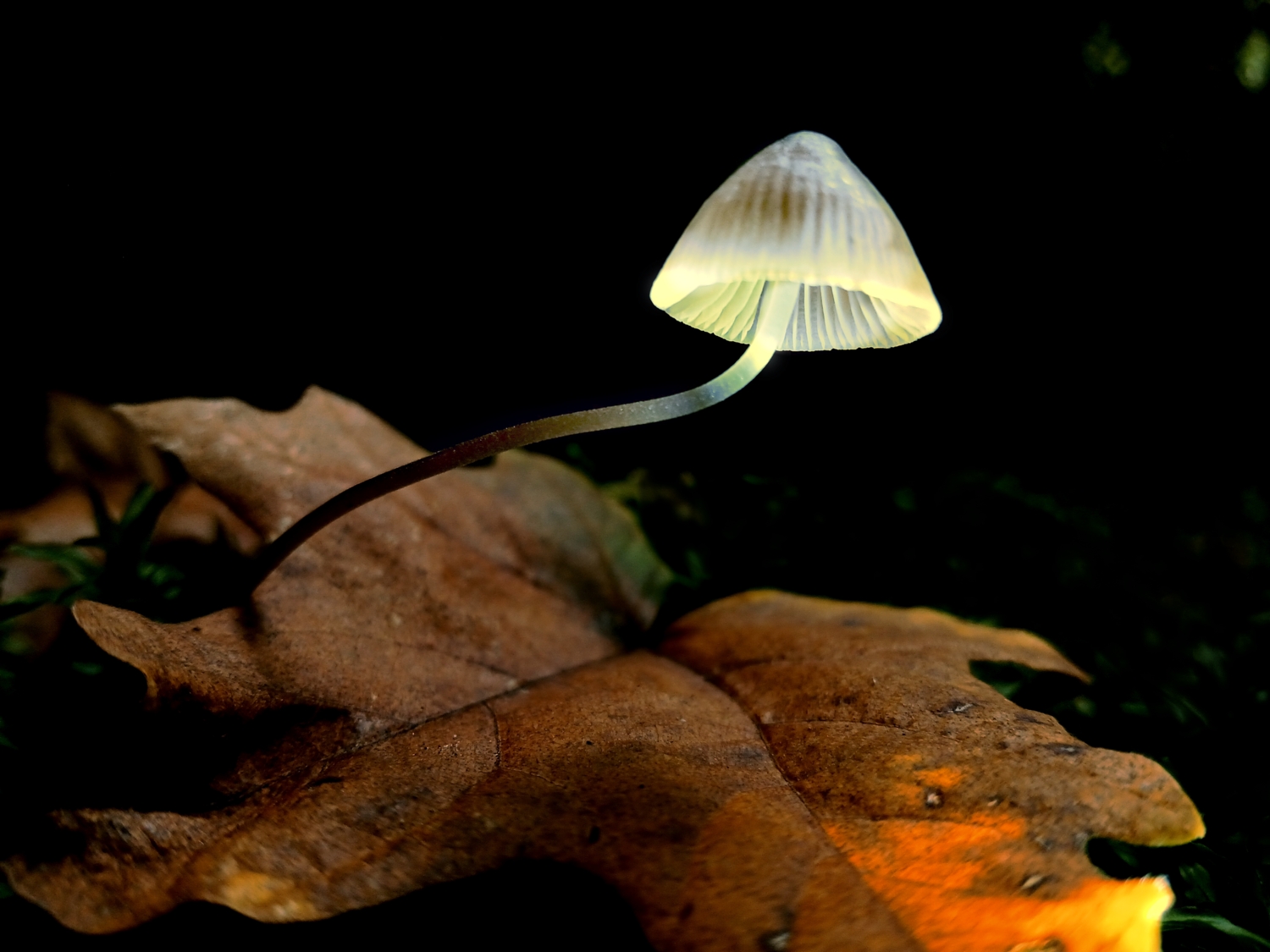 3rd Place Ron McBride